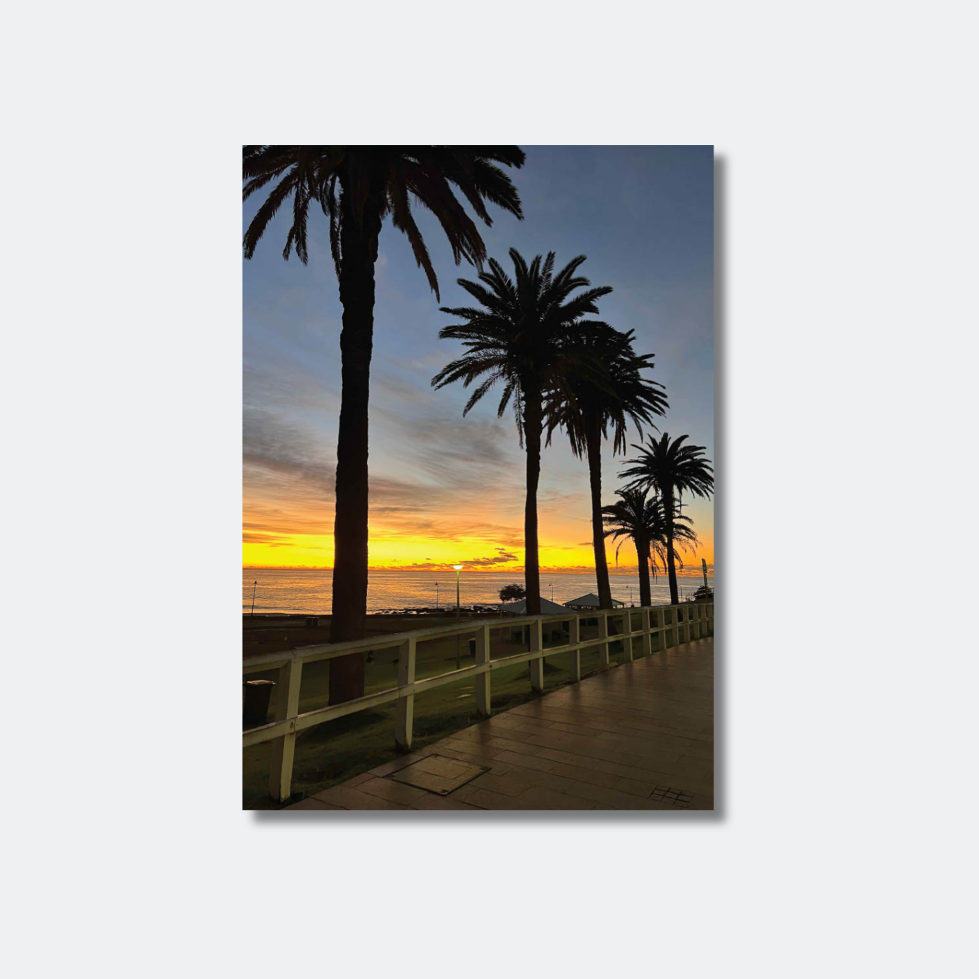 Morning Sunrise Behind The Iconic Bronte Palm Trees